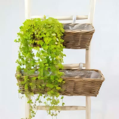 Verona Balcony Planter with Hanger with Plastic Liner